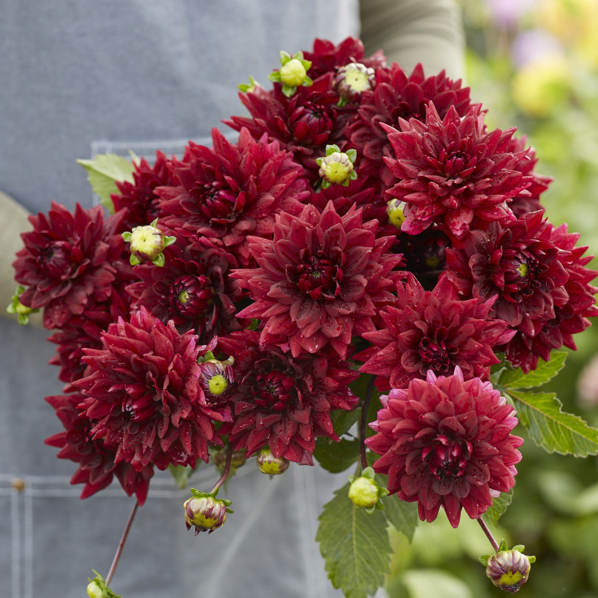 Dahlia 'Painted Black'