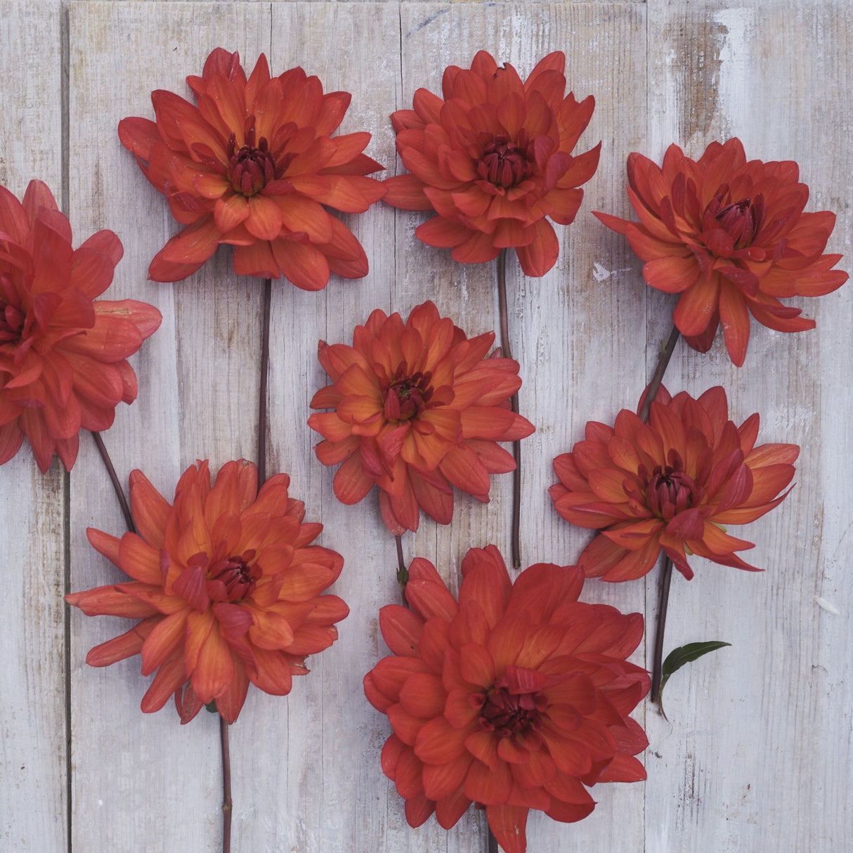Dahlia 'Parc Florale De Paris'