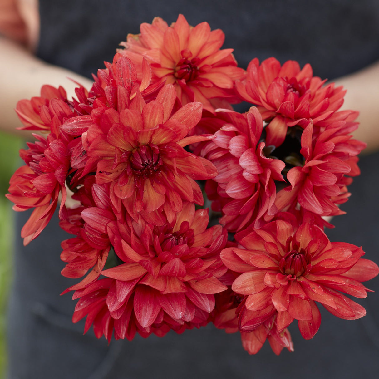 Dahlia 'Parc Florale De Paris'