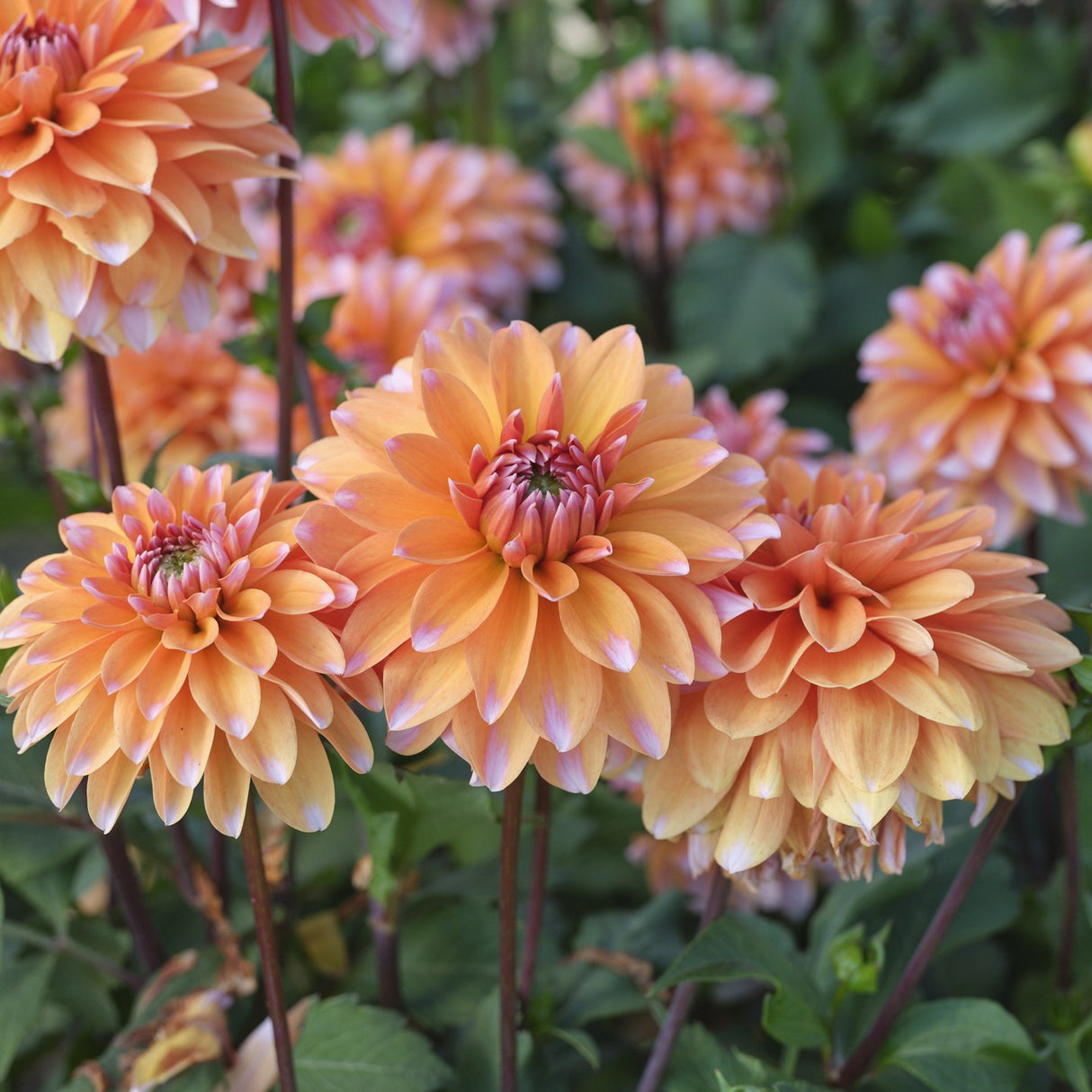 Dahlia 'Peaches & Vanilla'