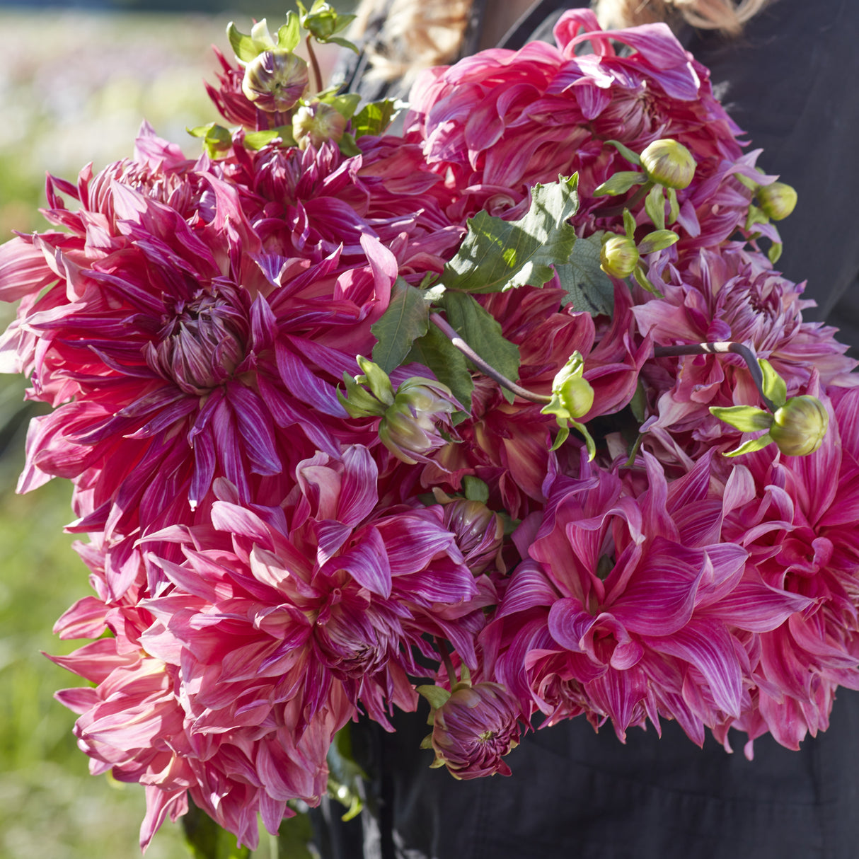 Dahlia 'Penhill Dark Monarch'