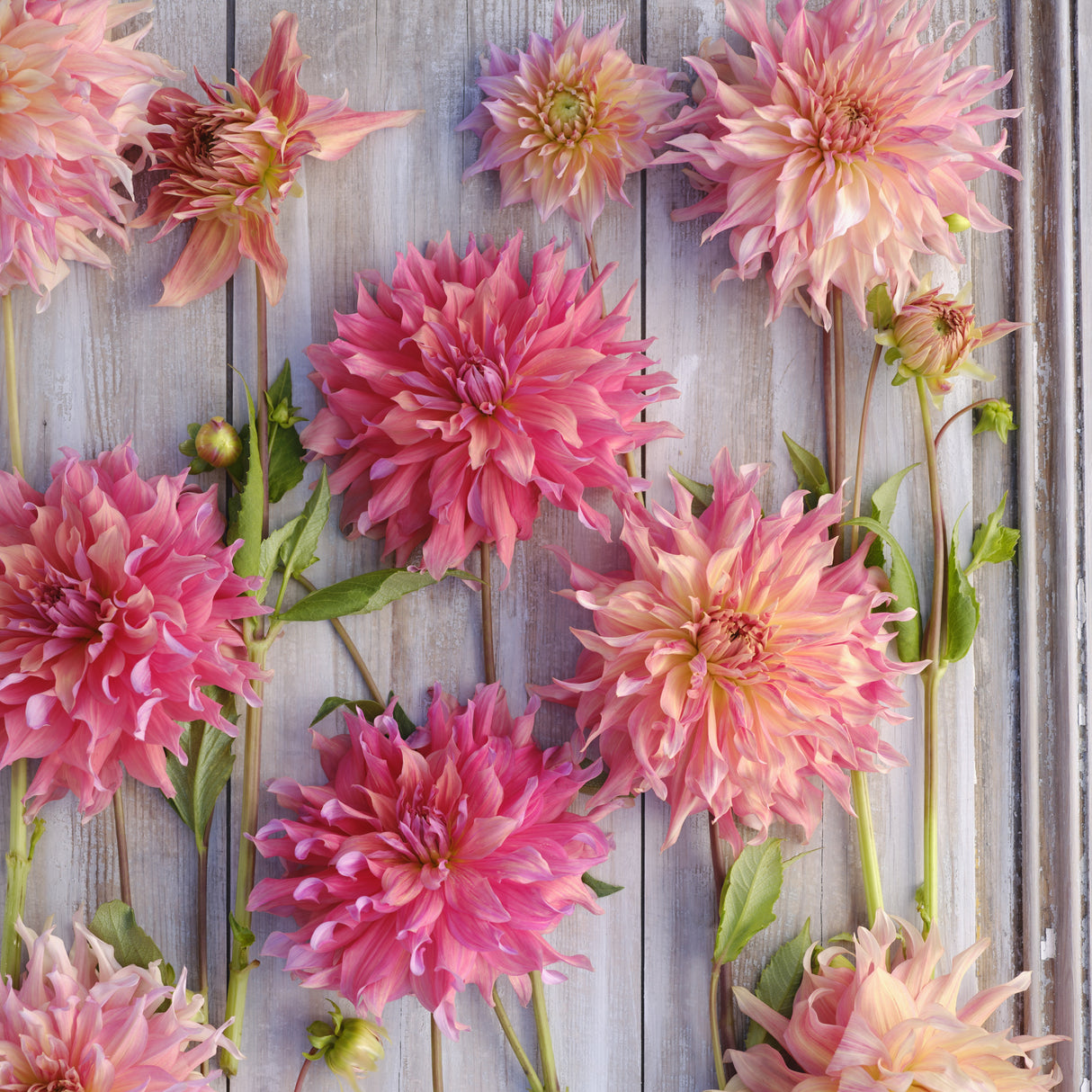 Dahlia 'Penhill Watermelon'