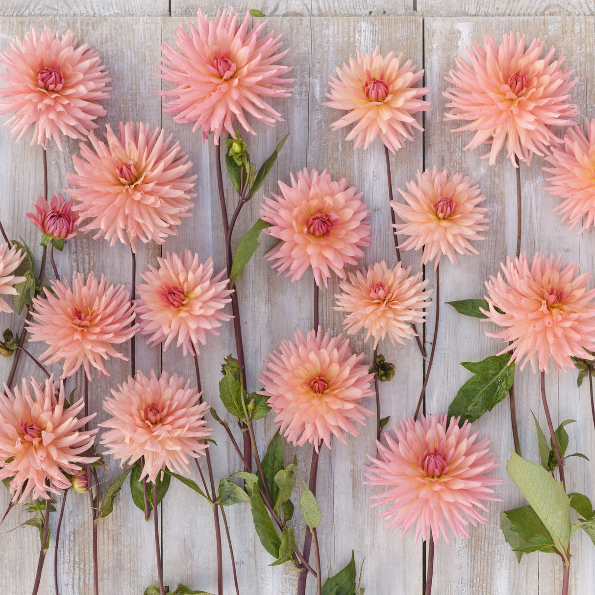 Dahlia 'Preference'