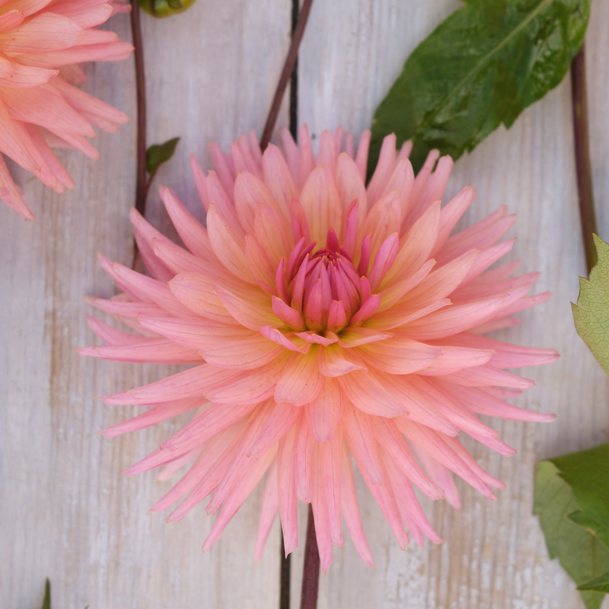 Dahlia 'Preference'