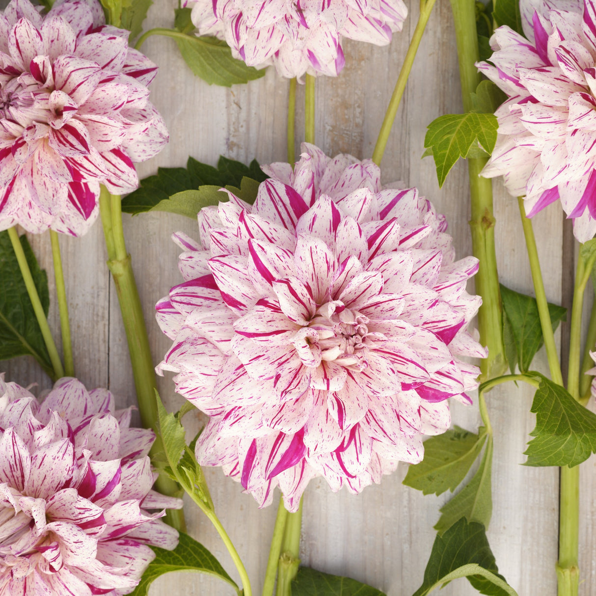 Dahlia 'Prince Vailant'