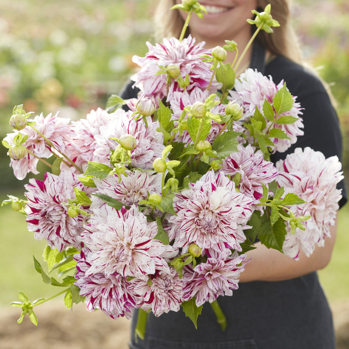 Dahlia 'Prince Vailant'