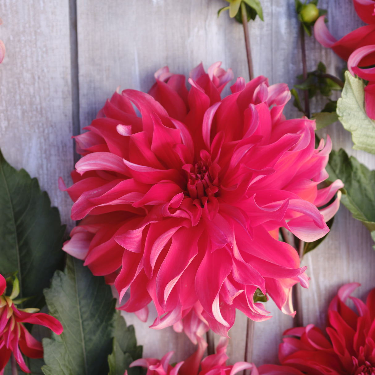 Dahlia 'Red Labyrinth'