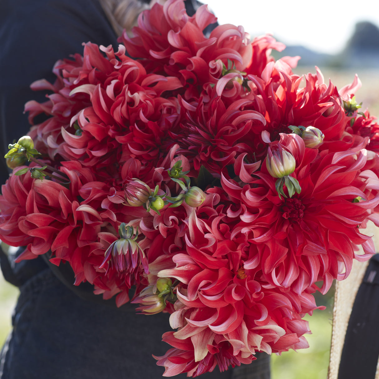 Dahlia 'Red Labyrinth'