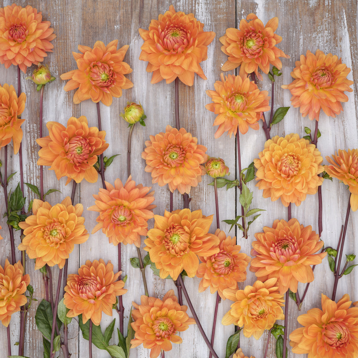 Dahlia 'Renato Tosio'