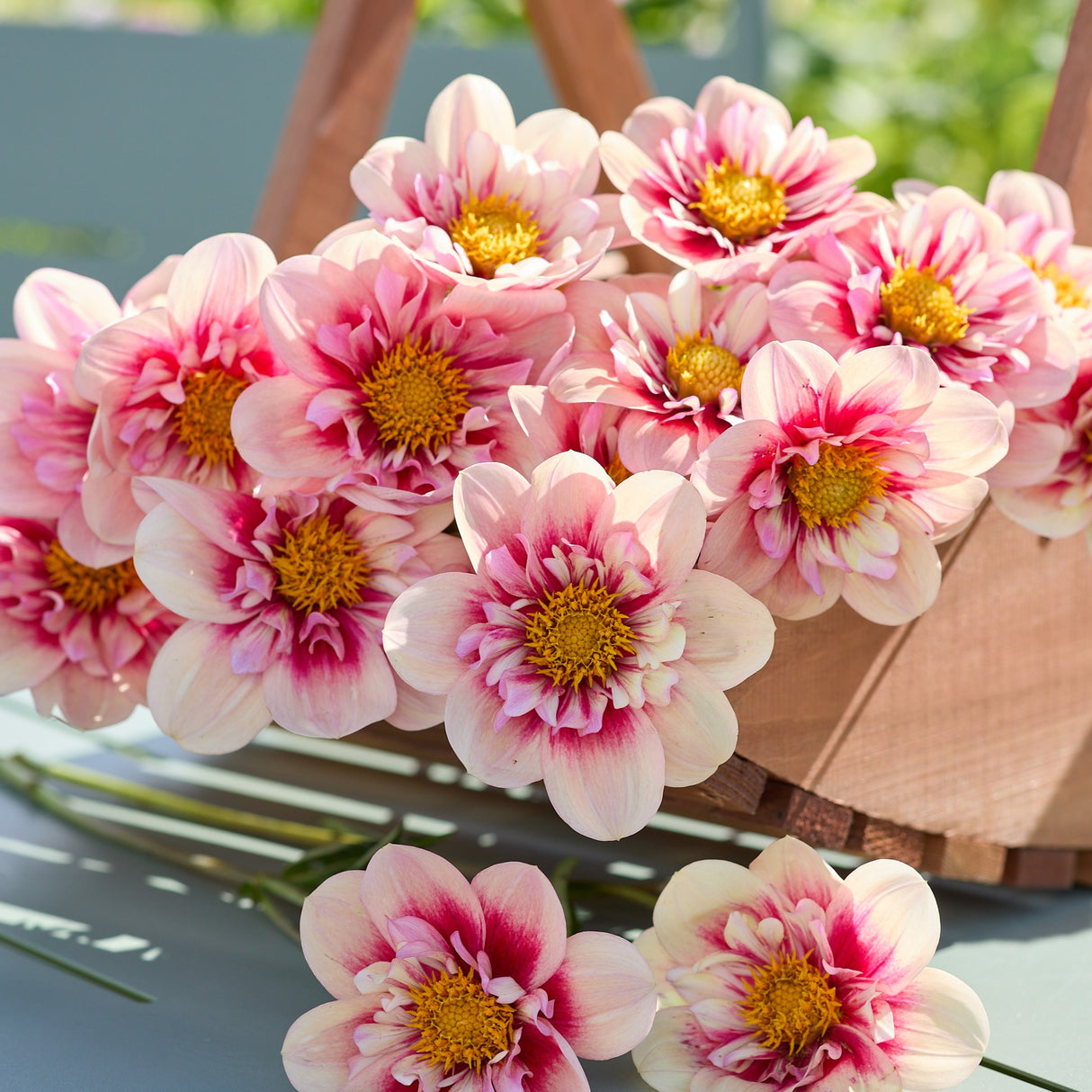 Dahlia 'Rhubarb & Custard'
