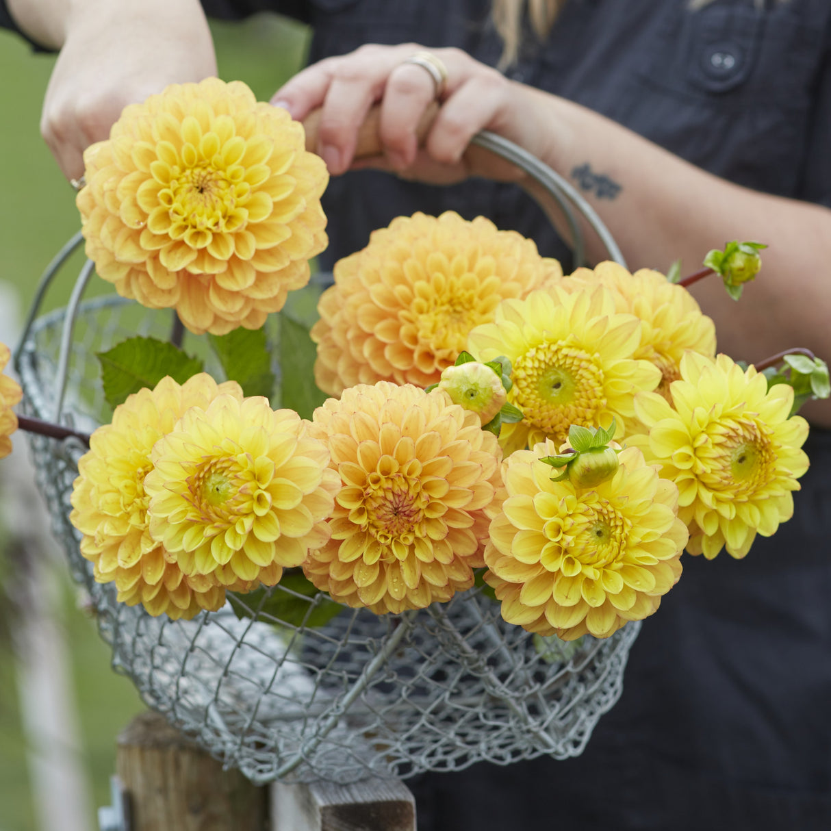 Dahlia 'Royal Yellow'
