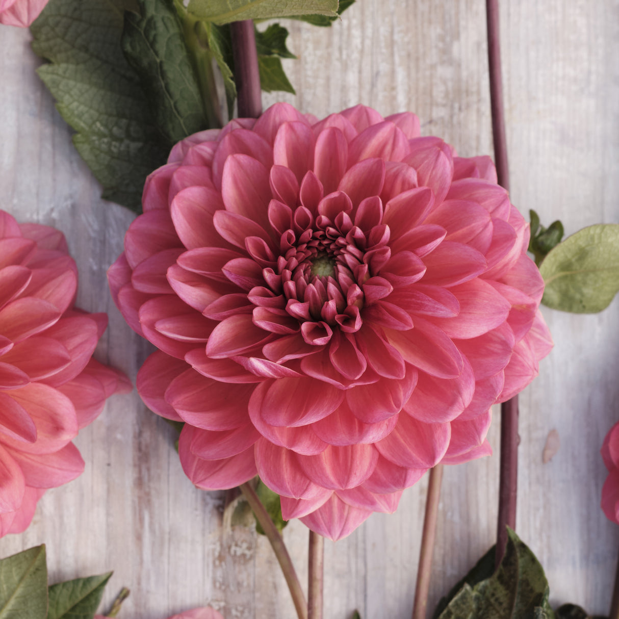 Dahlia 'Salmon Runner'