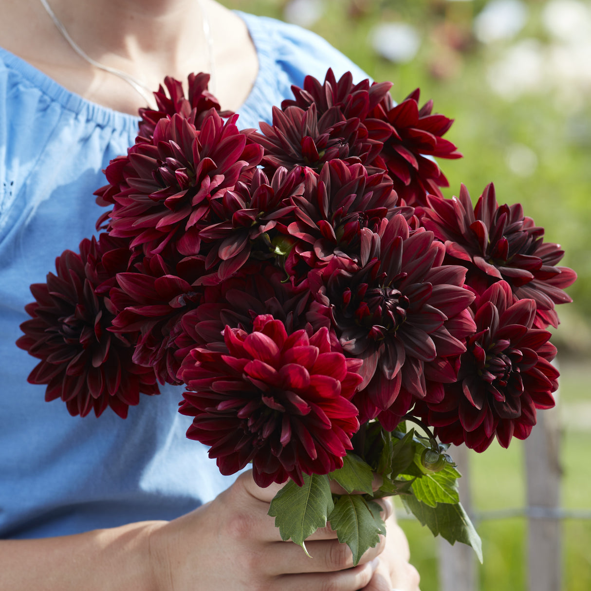 Dahlia 'Sam Hopkins'