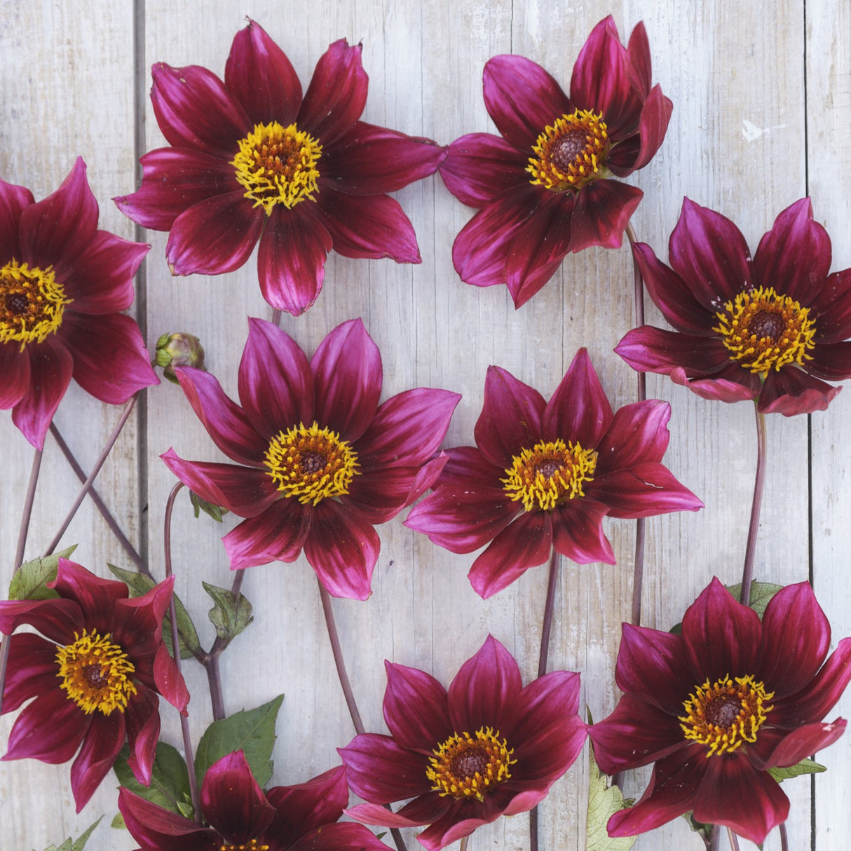 Dahlia 'Schippers Choice'