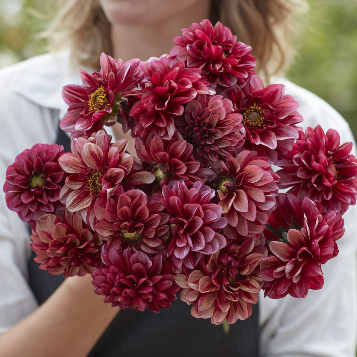 Dahlia 'Seniors Hope'