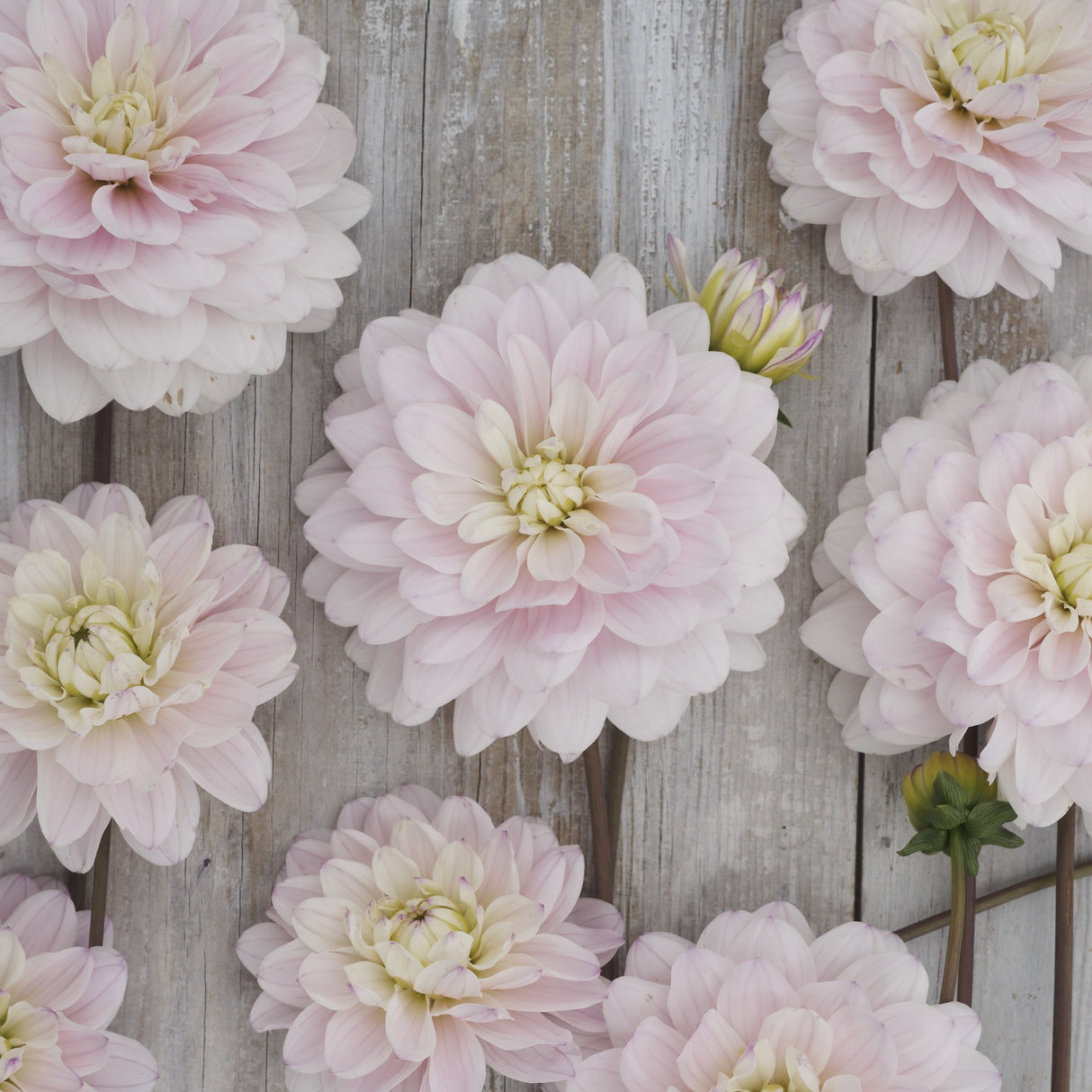 Dahlia 'Silver Years'