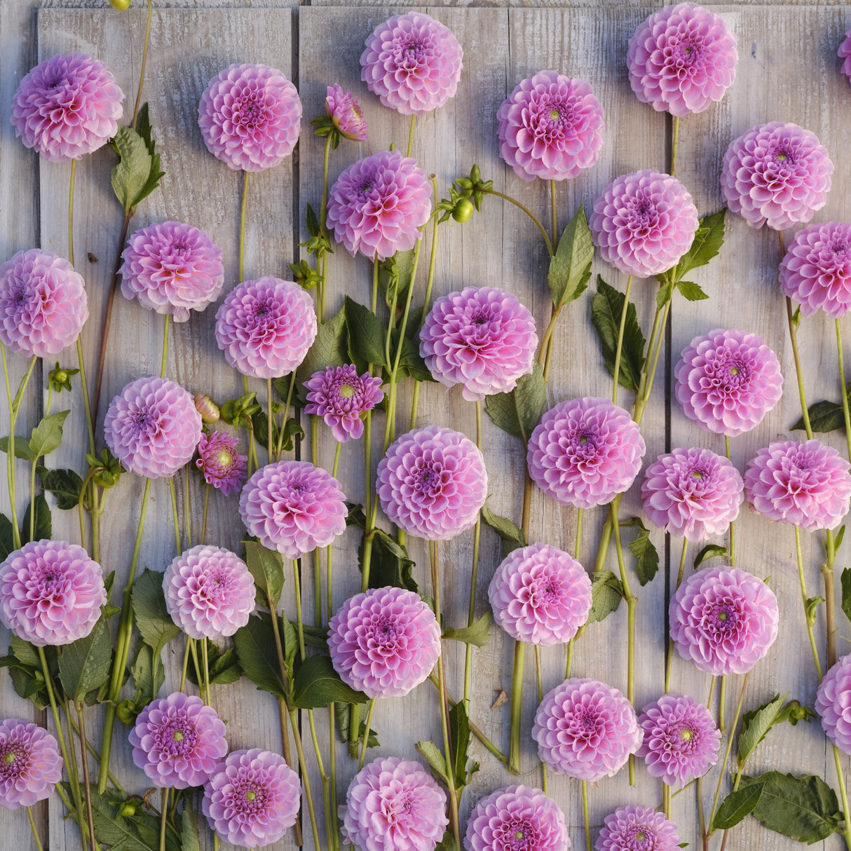 Dahlia 'Stolze von Berlin'