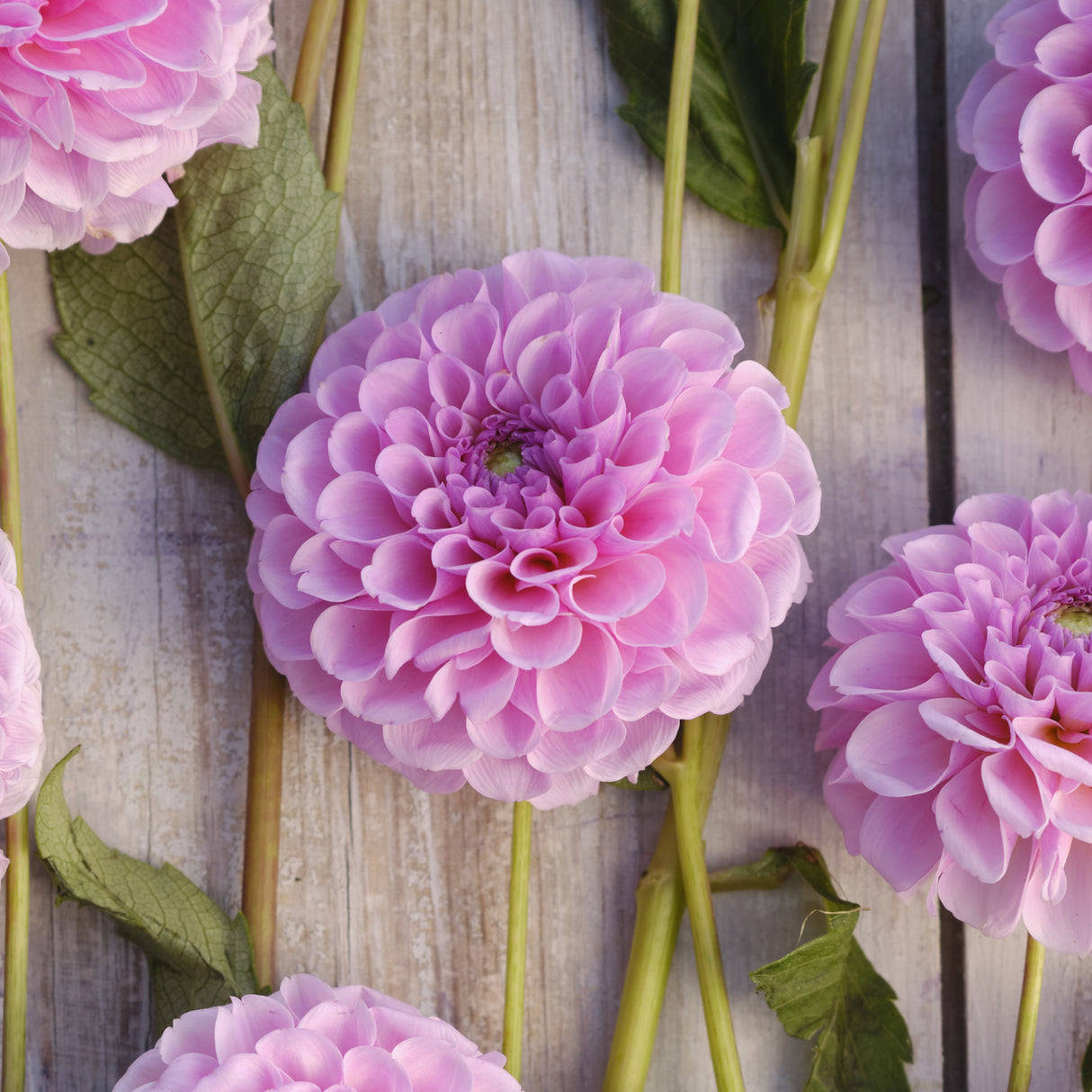 Dahlia 'Stolze von Berlin'