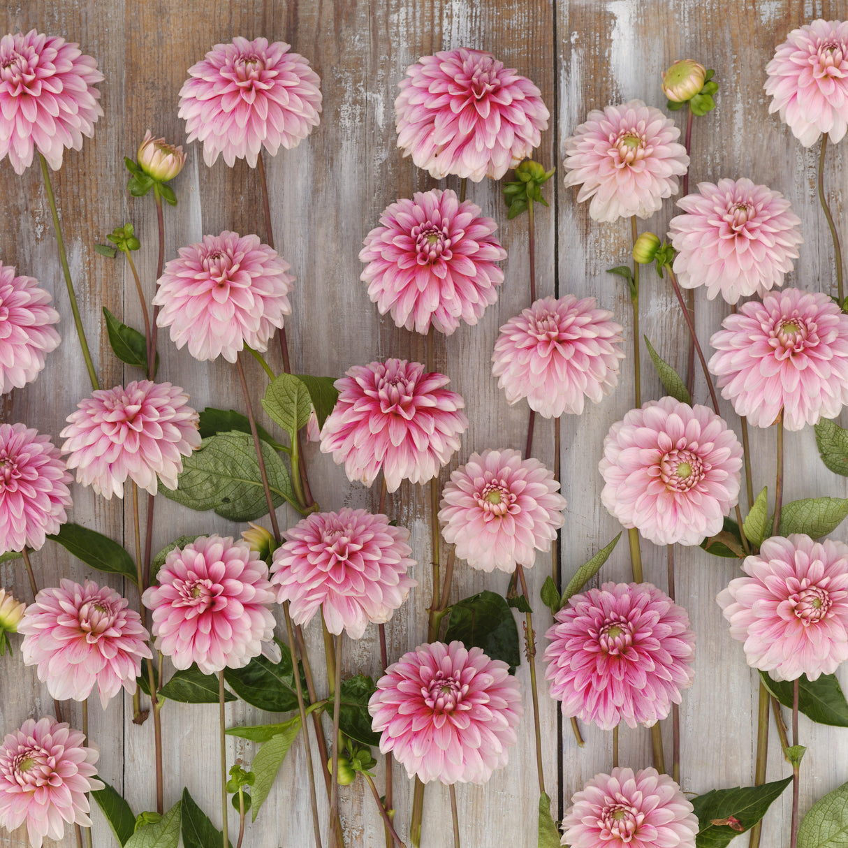 Dahlia 'Strawberry Cream'