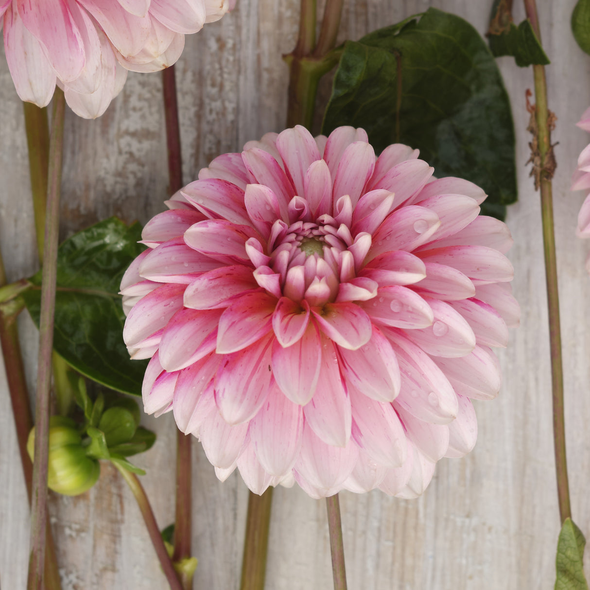 Dahlia 'Strawberry Cream'