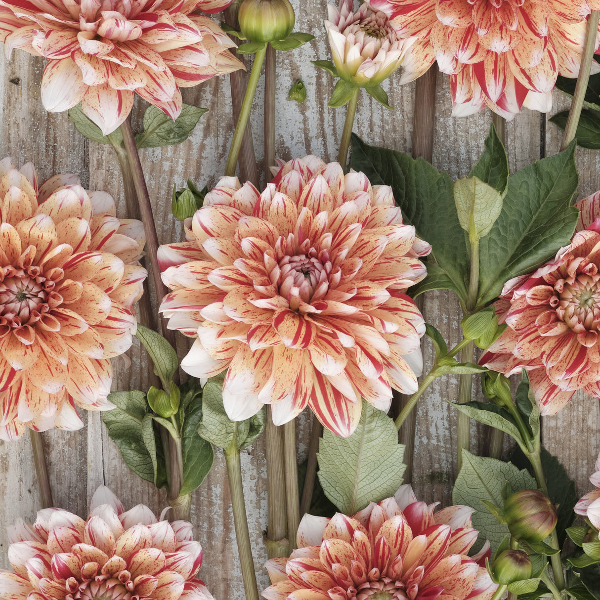 Dahlia 'Striped Nagano'
