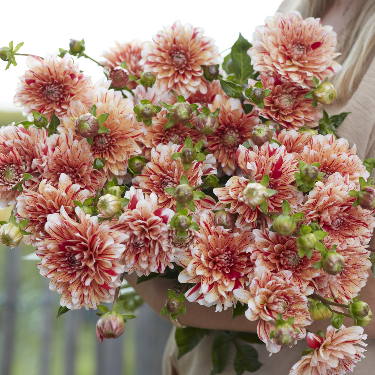 Dahlia 'Striped Nagano'