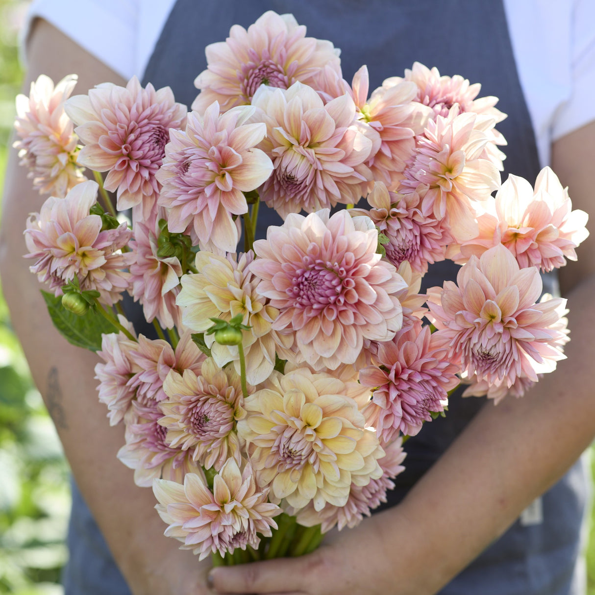 Dahlia 'Sturm Sweet Maria'