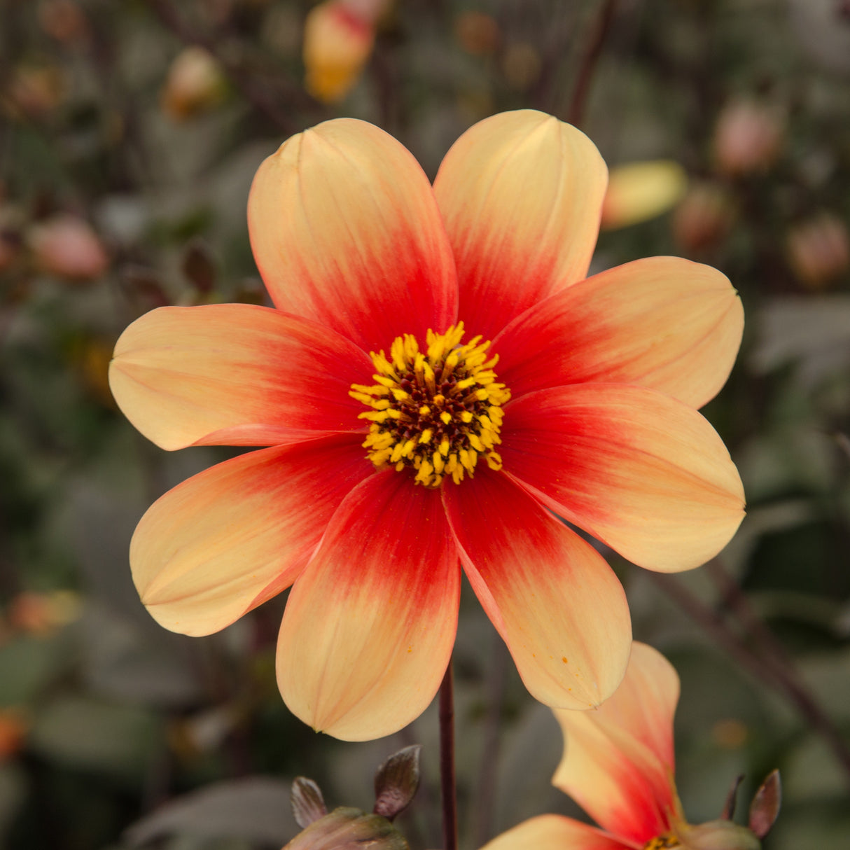 Dahlia 'Sunshine'