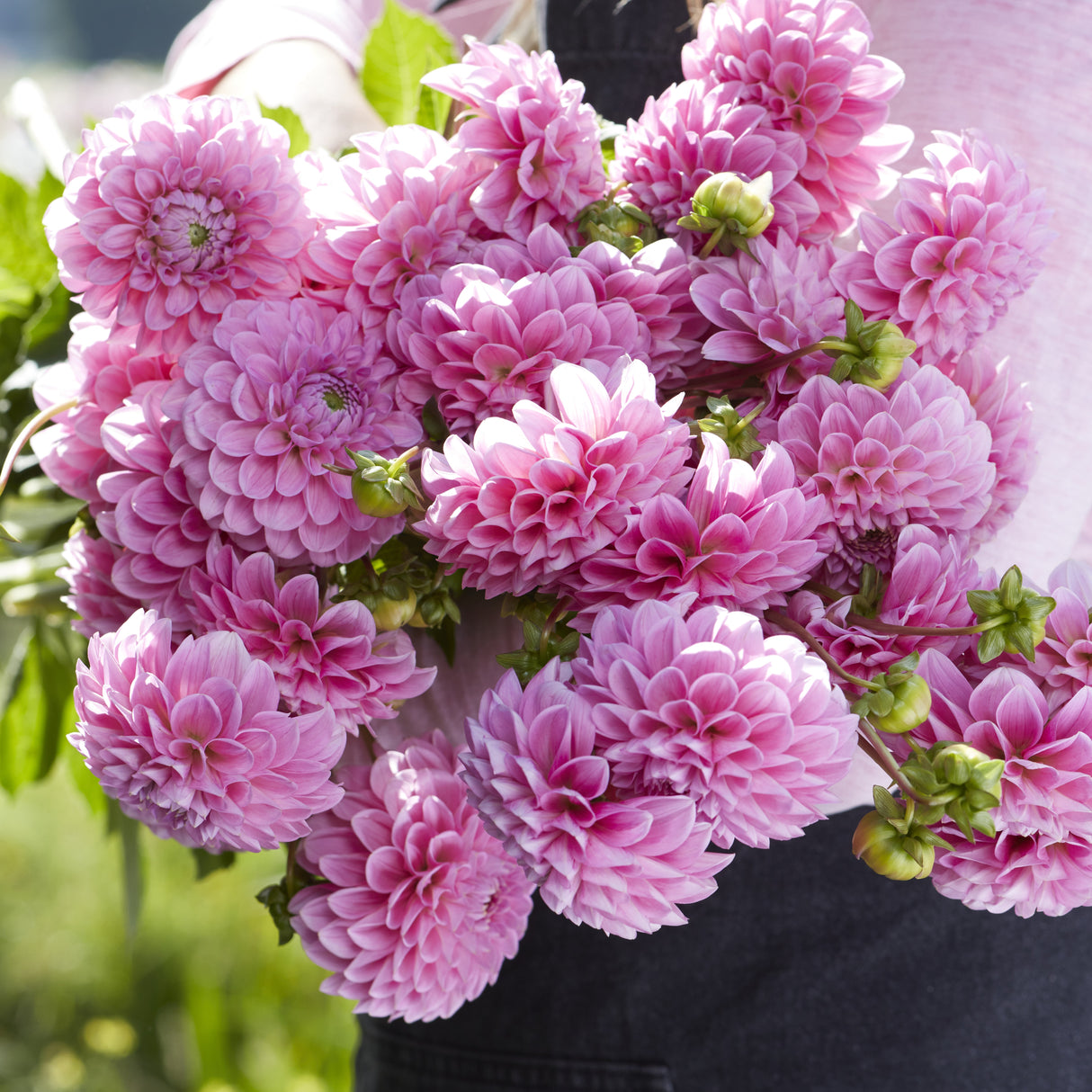 Dahlia 'Sweet Fabienne'