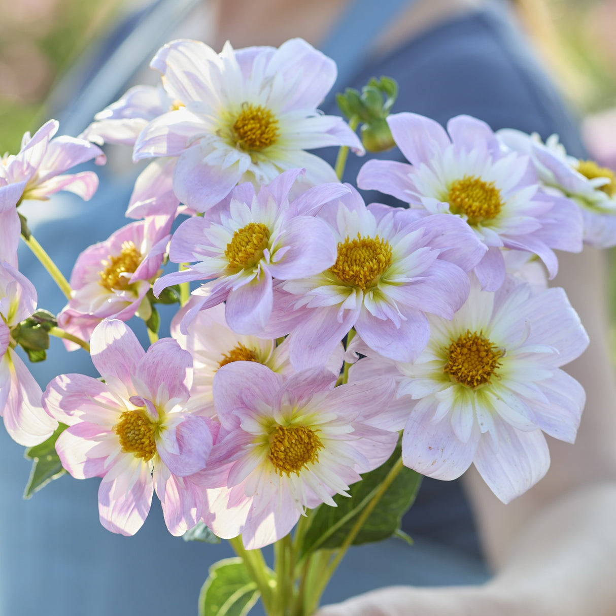 Dahlia 'Teesbrooke Audrey'