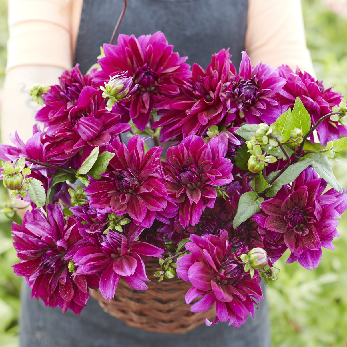 Dahlia 'Thomas Edison'