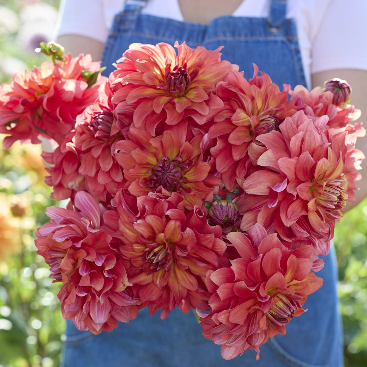 Dahlia 'Titan Lighthouse'
