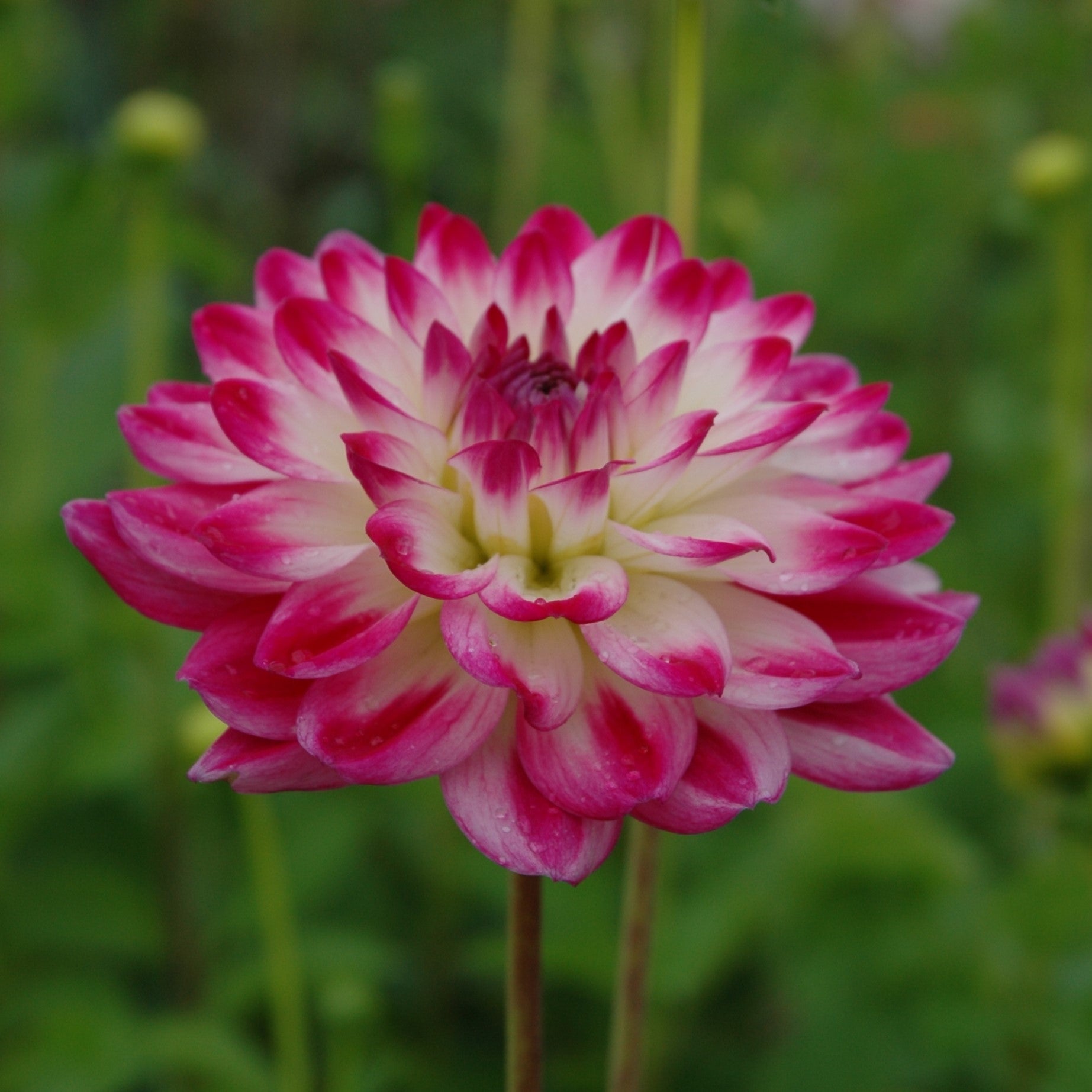 Dahlia 'Uncle Hankey'