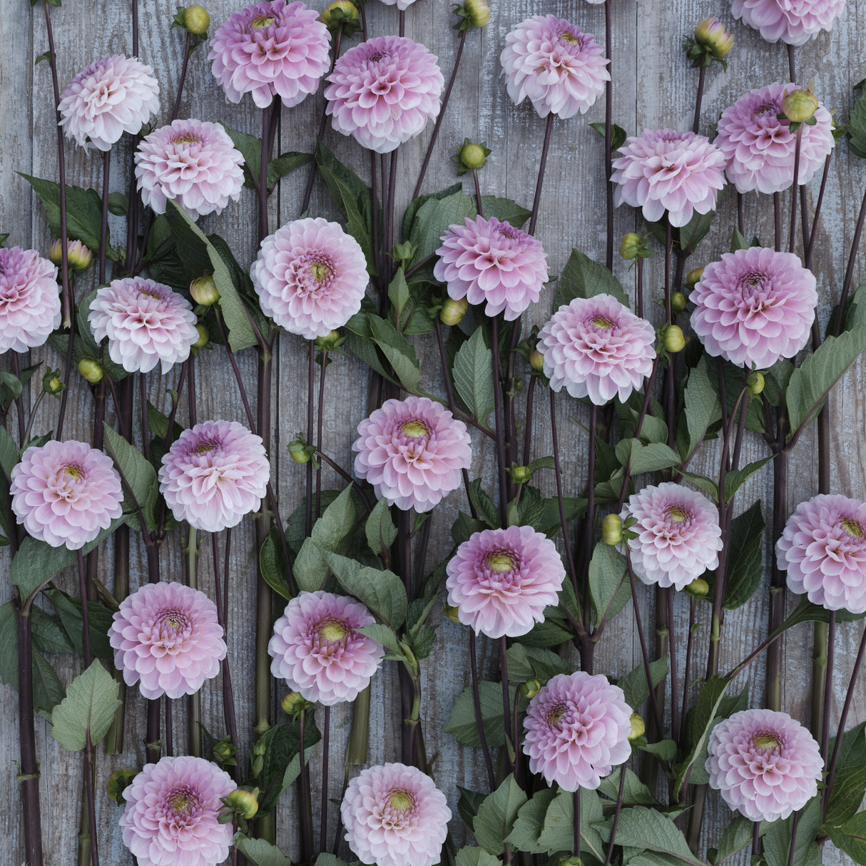 Dahlia 'Wizard of Oz'