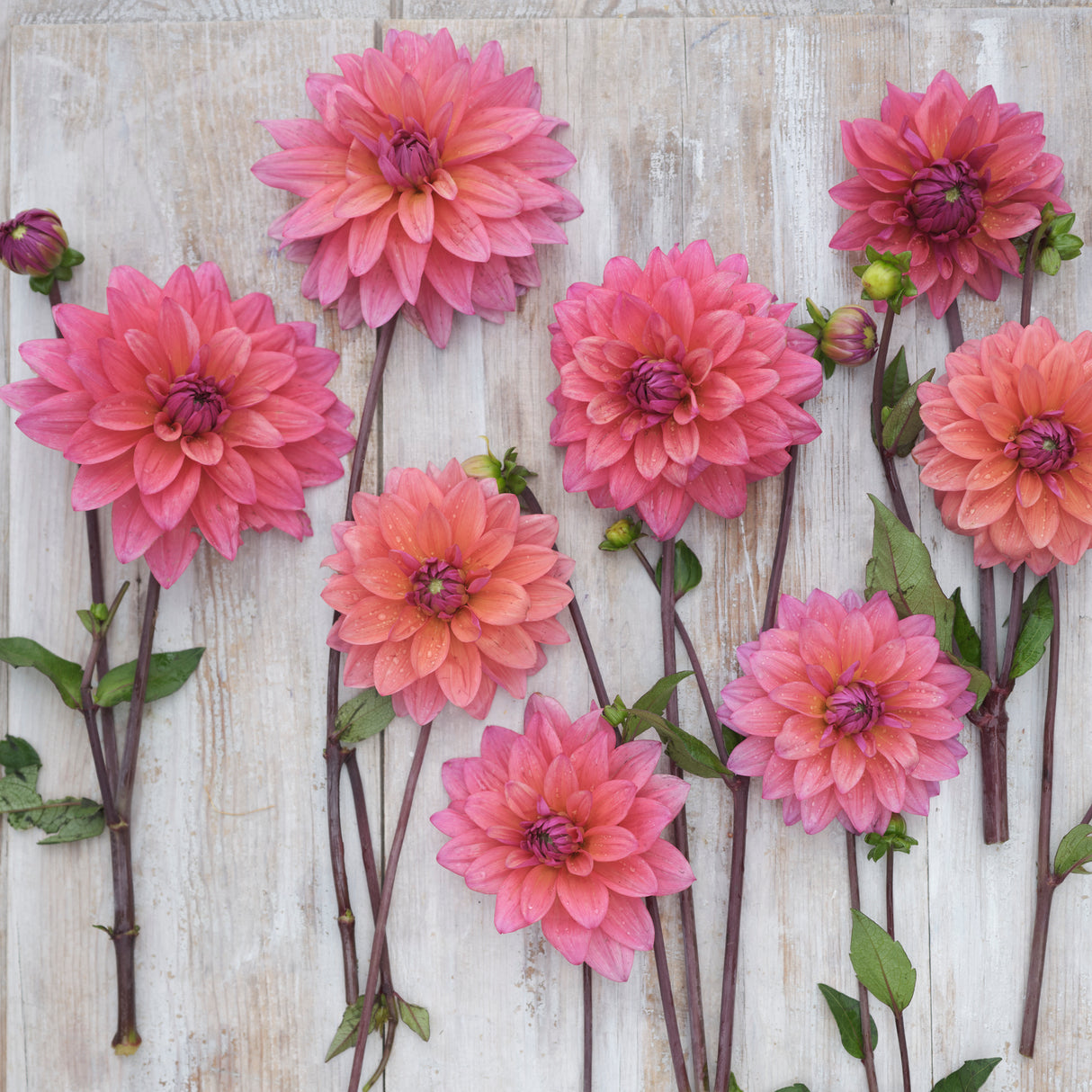 Dahlia 'Feline Yvonne'