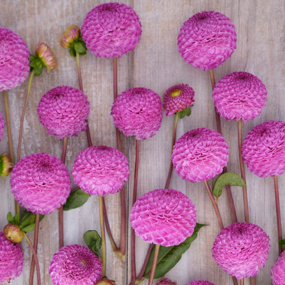 Dahlia 'Frank Holmes'