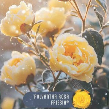 Rose 'Friesia'© Nordic Garden Beauties'©