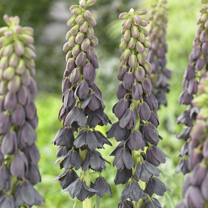 Fritillaria persica 'Twin Towers Tribute'