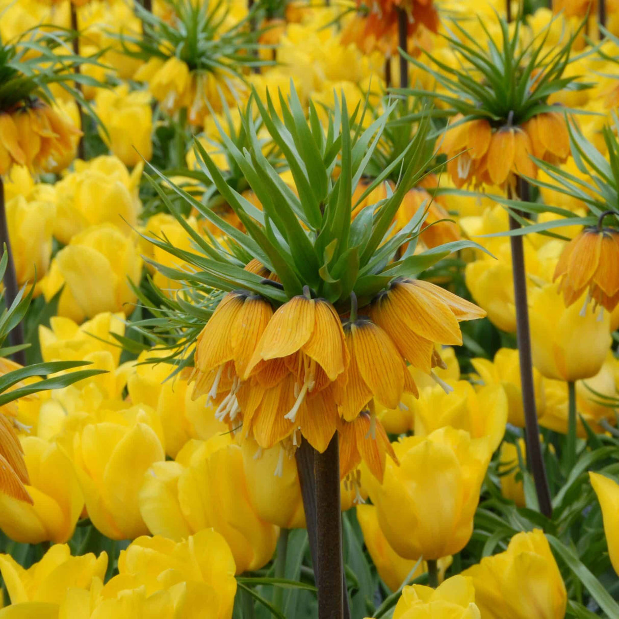 Kejserkrone / Fritillaria imperialis 'Striped Beauty'®