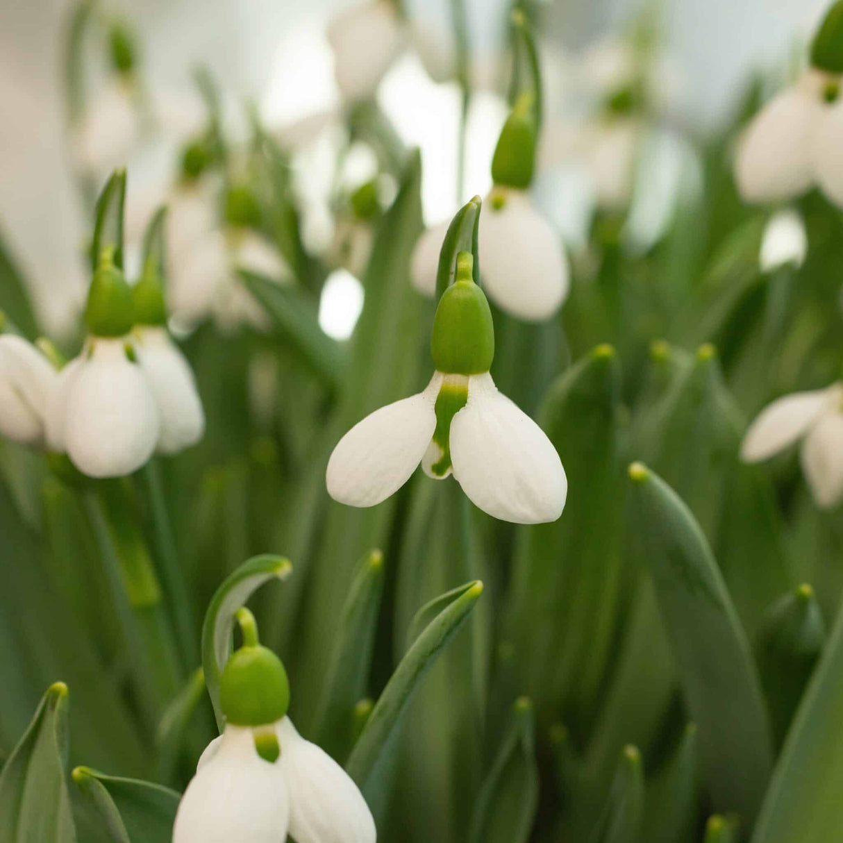 Vintergækker/Galanthus elwesii 'Beluga'