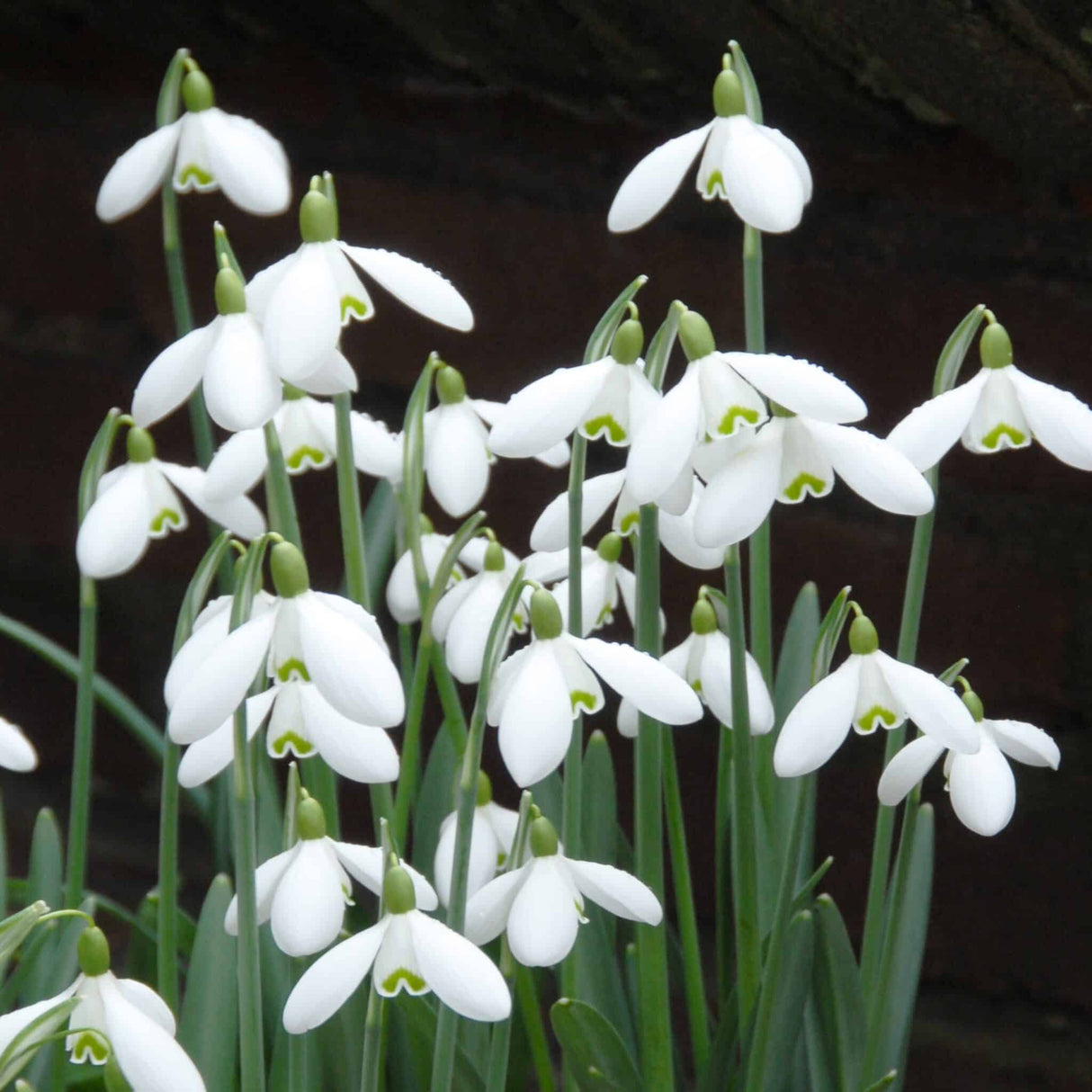 Vintergækker/Galanthus 'S. Arnott'