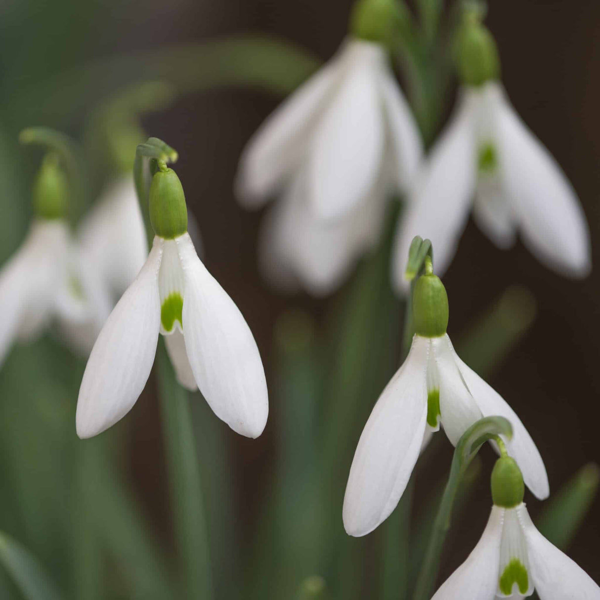 Vintergækker/Galanthus 'Atkinsii'