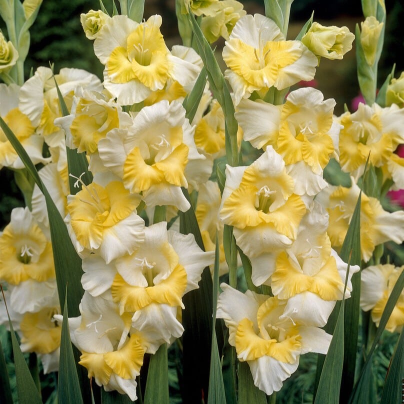 Gladiolus 'Buggy'