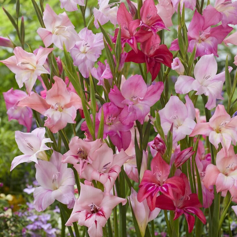 Gladiolus nanus 'Mix'