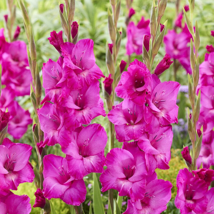 Gladiolus 'Aurora'