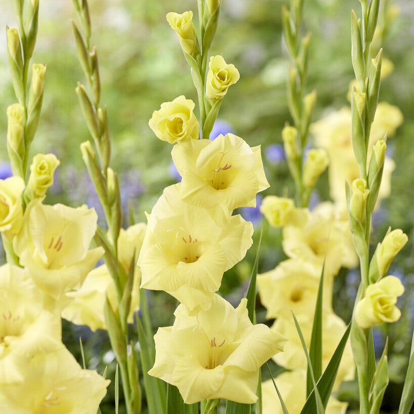 Gladiolus 'Bananarama'®