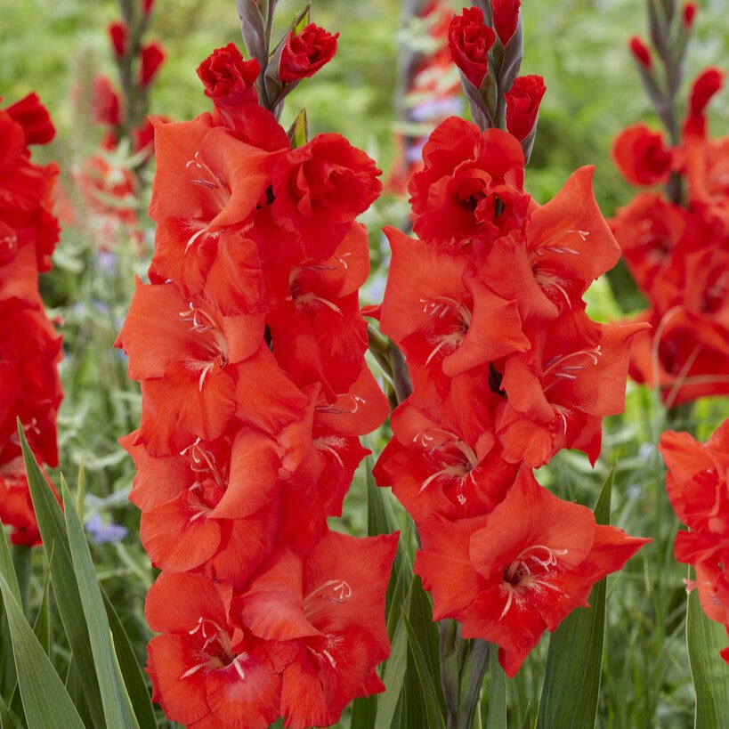 Gladiolus 'Bunga'®