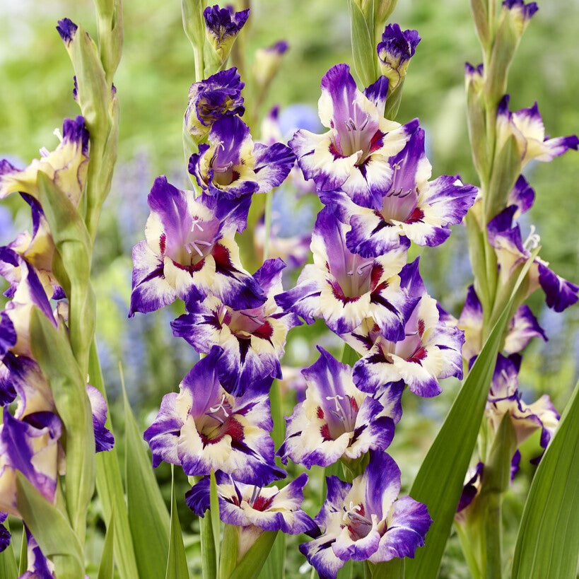 Gladiolus 'Circus Color'