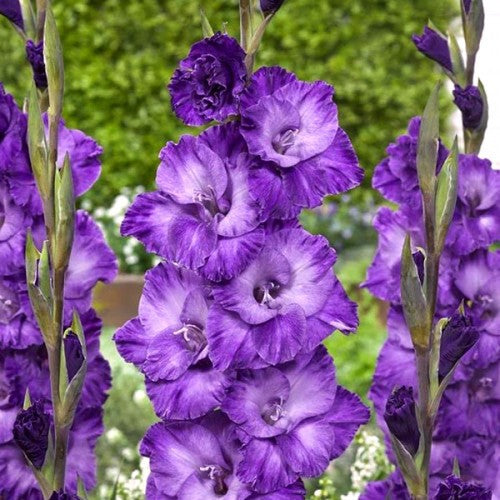 Gladiolus 'Cookie'®