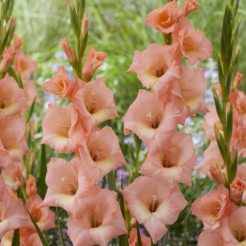 Gladiolus 'Donatella'